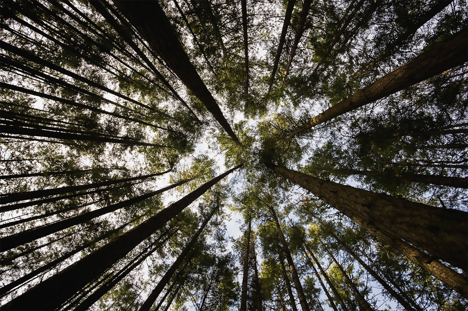 Tree canopy